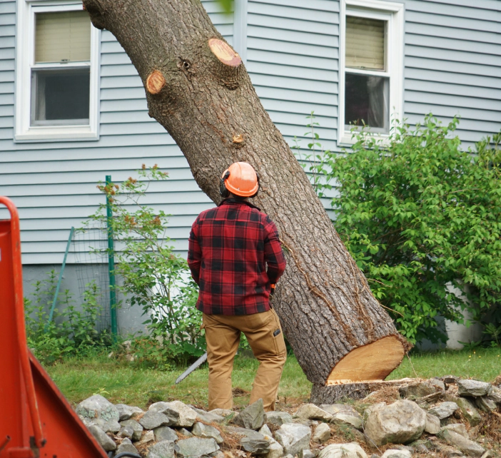 cutting residential tree